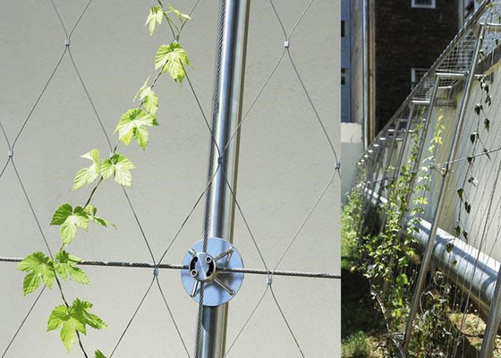Reticolato di superficie architettonico di Mesh Green Plant Climbing Wall del cavo metallico di acciaio inossidabile