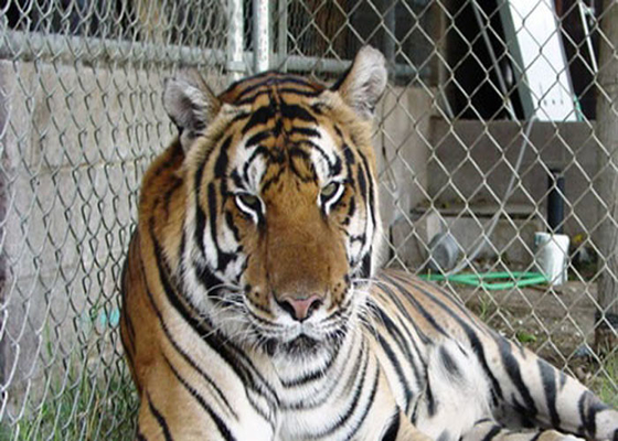 zoo ad alta resistenza Mesh For Animal di acciaio inossidabile 316 316L 4,0 millimetri di cavo