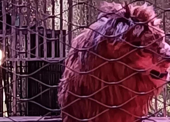 Griglia di ferro di acciaio inossidabile per animali chiusa 7 x 19
