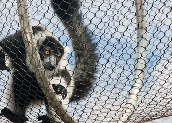 Maglietta di vetro zoologico in ferro e tessuto con apertura di 2 mm in 50 mm