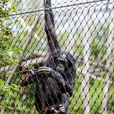 Acciaio inossidabile Griglia di filo flessibile Griglia di pappagallo Griglia di uccello aviario