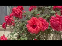 Rete di cavi in ​​acciaio inossidabile placcato nero